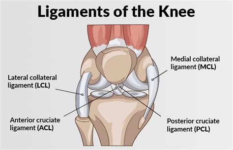 Knee Pain:Can Physical Therapy Help? - Impact Rehab & Wellness