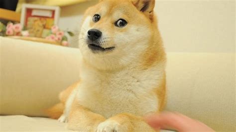 The Shiba Inu dog behind the doge meme turns 16 - CNET