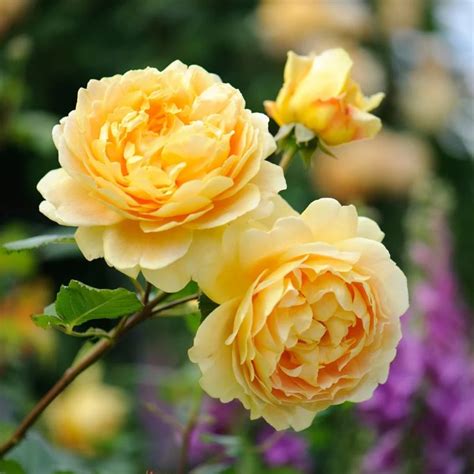 Golden Celebration in 2020 | Golden celebration rose, David austin roses, Shrub roses