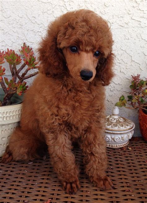 Red mini poodle puppy at west coast poodles | Red poodle puppies | Pinterest | Mini poodles ...