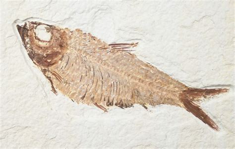 Nice Knightia Alta Fossil Fish - 4" (#13350) For Sale - FossilEra.com