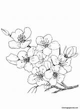 26 Cherry Blossom Coloring Pages  ColoringPagesOnlycom sketch template