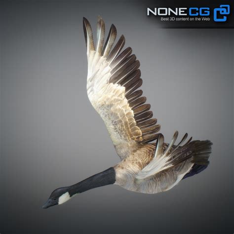 ArtStation - Animated Canada Goose | Game Assets