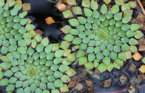 Best Floating Pond Plants For Clear Water And Shade - Pond Wiki