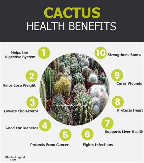 11 Incredible Health Benefits Of Cactus: Uses, Warnings And More