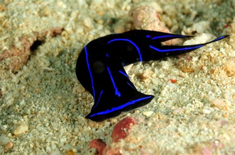 Blue Nudibranch Is A Blue And Black Sea Slug