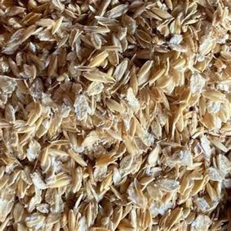 Dried Oat Seeds, Packaging Type: 50 kg Bag at Rs 60/kg in Bengaluru ...