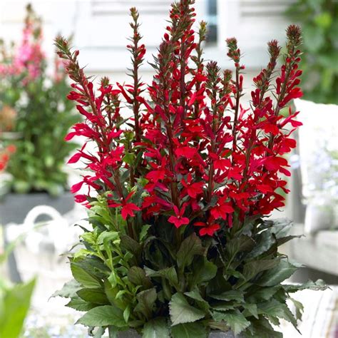 Fan Scarlet Cardinal Perennial - Live Plant - Lobelia - Very Hardy - Quart Pot - Walmart.com ...