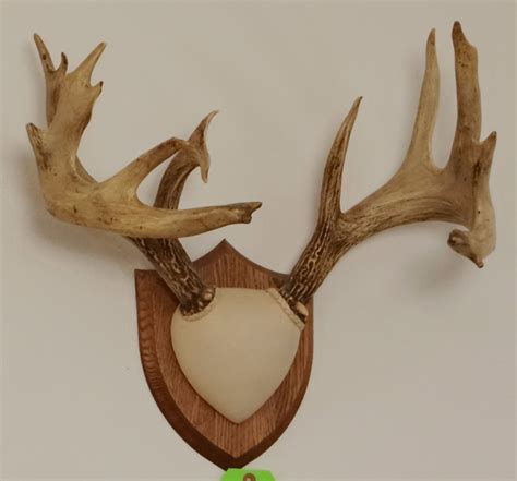 Whitetail Deer plaque mounted antlers, 10x7, non-typical