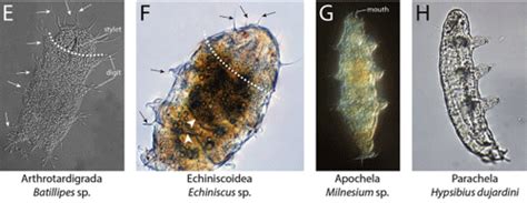 tardigrades, water bears, moss piglets