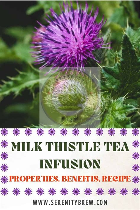 Milk Thistle tea infusion: properties, benefits, recipe - Serenity Brew