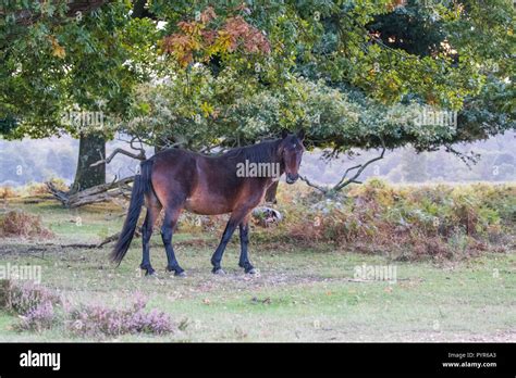 New Forest Pony Stock Photo - Alamy