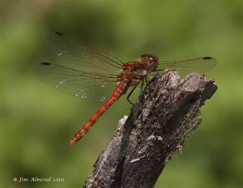 Common Darter