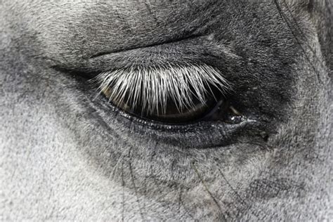 Eye Infections and Injuries in Horses - Enjoy The Pets