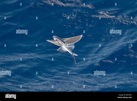 Flying Fish Species in mid air, scientific name unknown, South Atlantic Ocean Stock Photo - Alamy