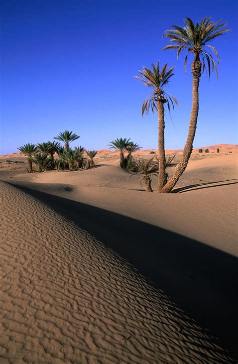 Palm Trees In The Desert Dunes, Erg Photograph by John Elk Iii - Pixels