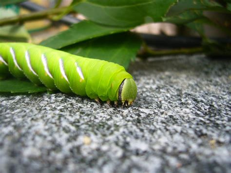 Neon green caterpillar | Flickr - Photo Sharing!