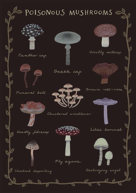 Poisonous Mushrooms Botanical Chart Poster - Etsy