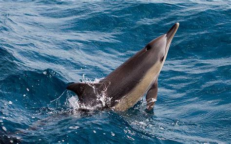 Dolphin Communication - Dolphin Facts and Information