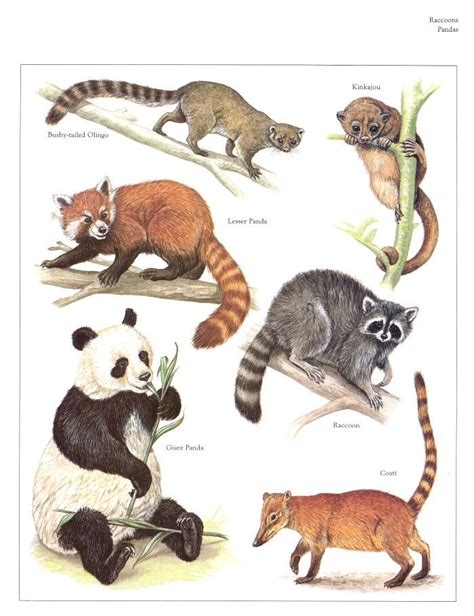 Bushy Tailed Olingo, Kinkajou, Raccoon, Coati, Giant Panda, Red Panda ...