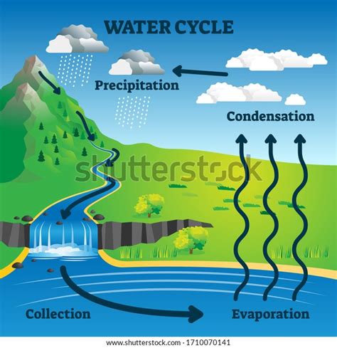 Water Cycle Vector Illustration Labeled Earth Stock Vector (Royalty ...