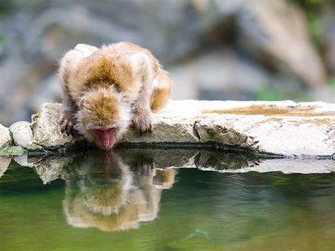 210+ Monkey Drinking Water Stock Photos, Pictures & Royalty-Free Images ...