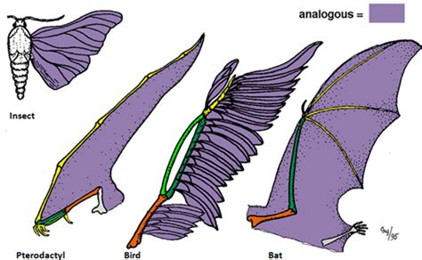 Example of Analogous Organs