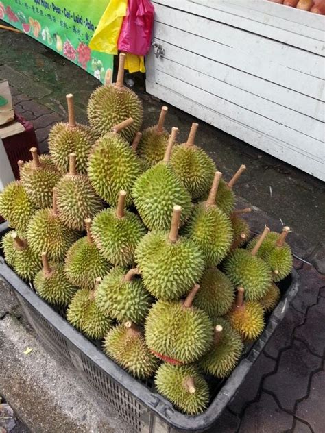 Malaysia Durian - Malaysia3