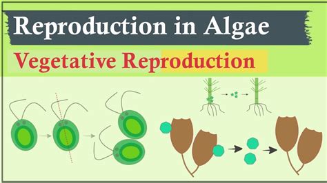 Vegetative Reproduction in Algae | Algae (Phycology) - YouTube