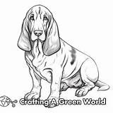 Basset Hound Coloring Pages  Free & Printable sketch template