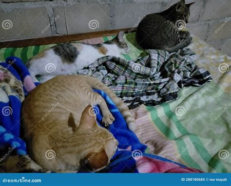 Three Cats are Sleeping Together on the Bed Stock Image - Image of cats, sleeping: 288180685