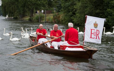 Swan Upping on the River Thames, in pictures