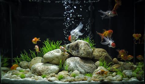 Images For > Cool Goldfish Tank Ideas | Diseño de acuario, Acuarios sorprendentes y Peces de acuario