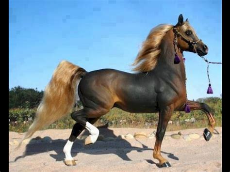 The most beautiful horse I've ever seen in my life | Horses, Most beautiful horses, Beautiful horses