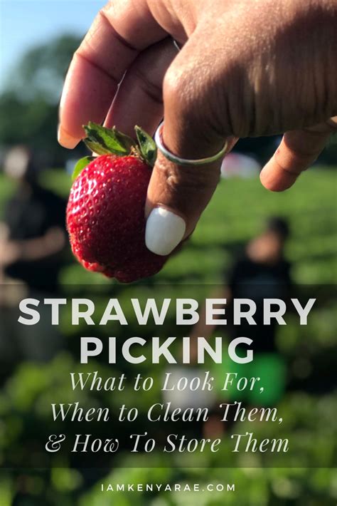 Strawberry Picking | What To Look For, Cleaning & Storing Your Berries