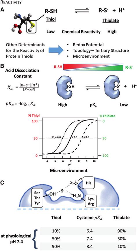 Reactivity of cysteines. (A) The protonation of a protein cysteine is a ...