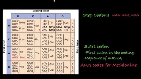 Dna Codon Table Python | Cabinets Matttroy