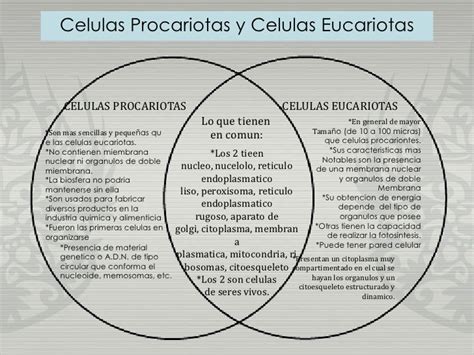 Diagrama de celulas procariotas y celulas eucariotas