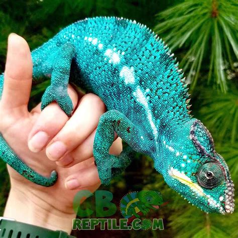 panther chameleon for sale | panther chameleons for sale near me