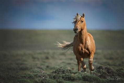 Wild Horse Photography Prints and Conservation | Fine Art Photos by ...