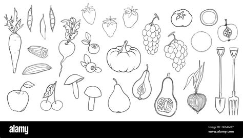 Set of fruits, vegetables, berries and mushrooms. Healthy food vector illustration Stock Vector ...