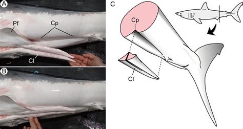 Clasper pocket of Isurus oxyrinchus. A Deep groove (clasper pocket, Cp)... | Download Scientific ...