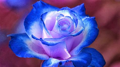 Flower Wallpaper Royal Blue