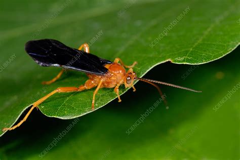 Ichneumonid wasp - Stock Image - Z345/0921 - Science Photo Library