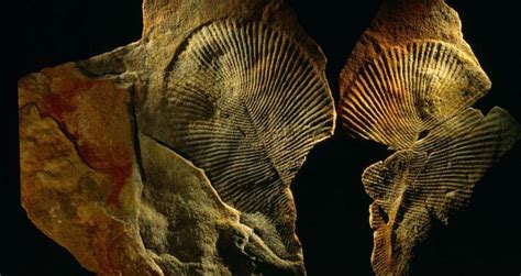 Scientists Discover 558 Million-Year-Old Fossil Is Oldest On Record