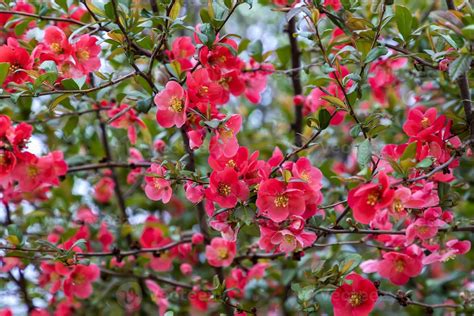 Flowering spring tree. Seasonal floral nature background. Spring composition. 11047753 Stock ...