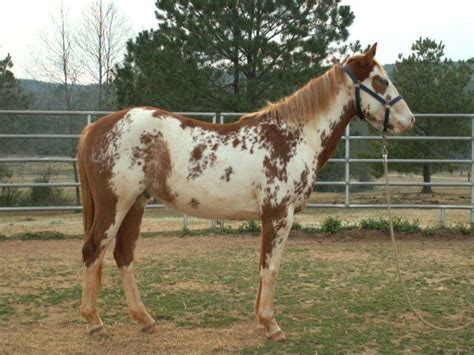 Overo | Overo | Paint/Pinto Horses | Pinterest | Horses, Blue roan and Wild horses