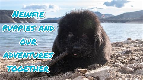 [dog training] when did you first introduce your Newfie to open water? : r/NewfoundlandDogs