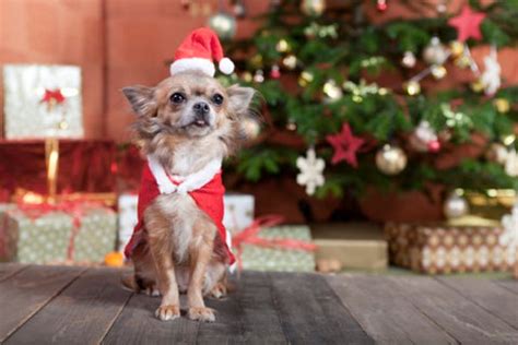 14 Fun Ways to Celebrate the Holidays With Your Pets - Print Our Pet