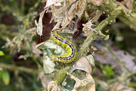 How to deal with box hedge caterpillars - Eradipest